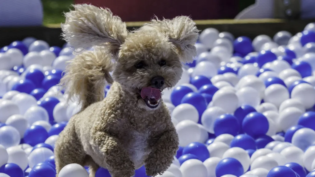 Giant Ball Pit at DogFest