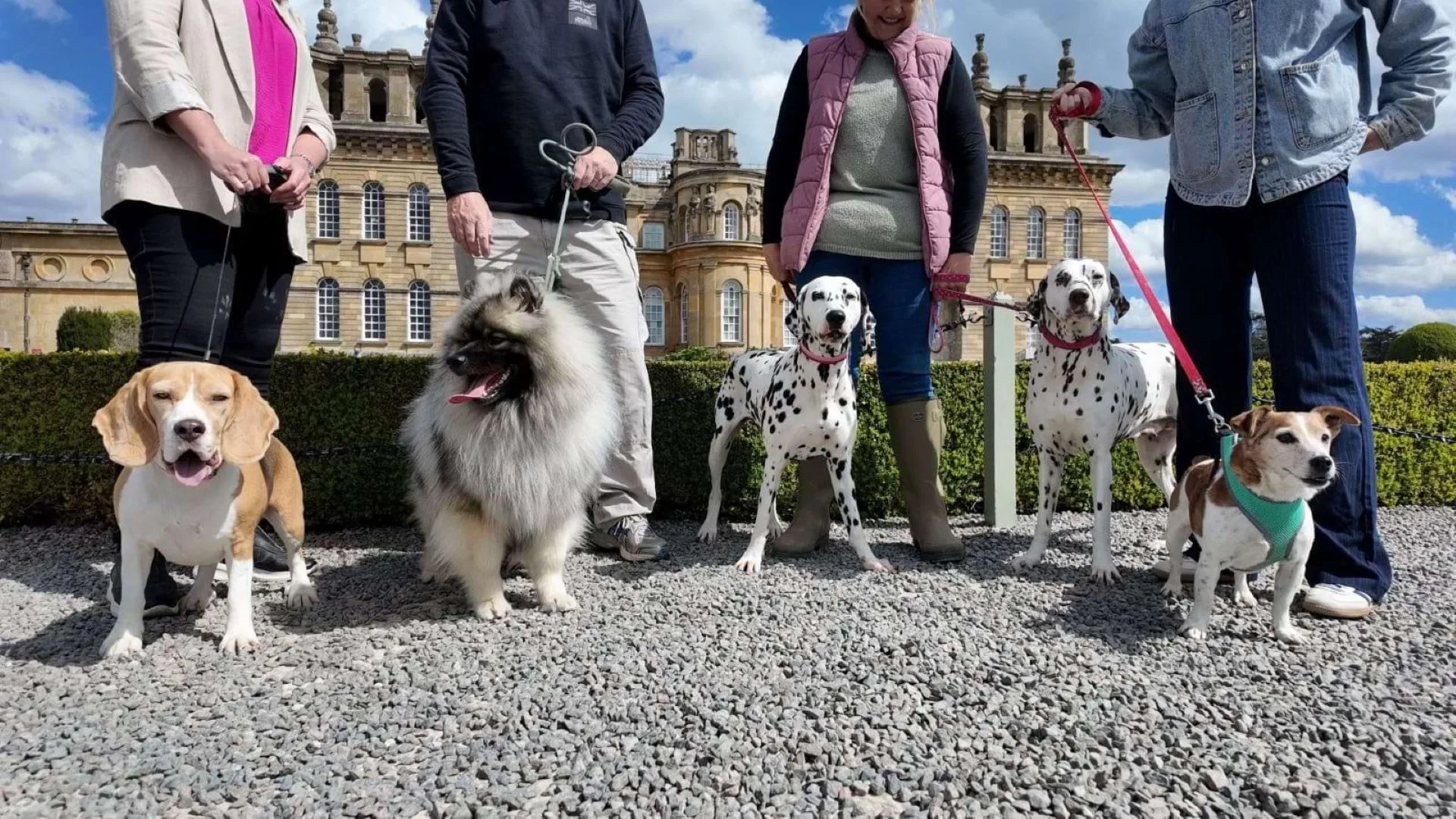 Dogs in May 2026 at Blenheim Palace