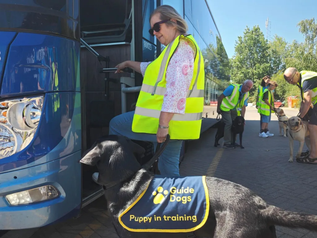 Guide dog puppies take to Oxford buses as part of training for future careers