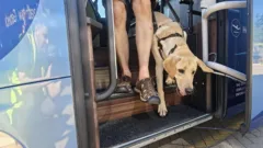 Guide dog puppies take to Oxford buses as part of training for future careers
