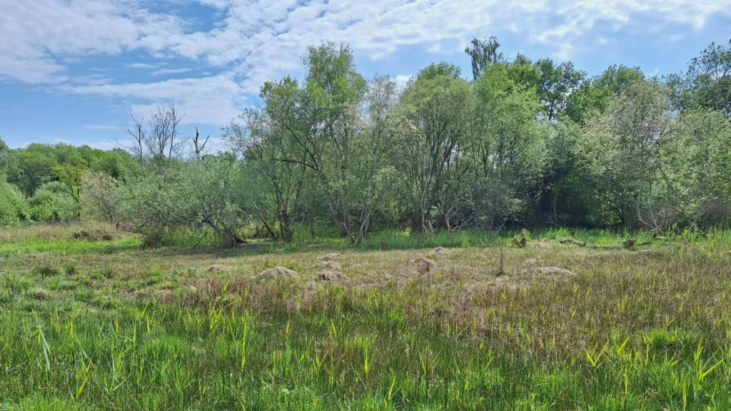 BBOWT and Freshwater Habitats Trust launch project to protect rare Oxfordshire fen insects