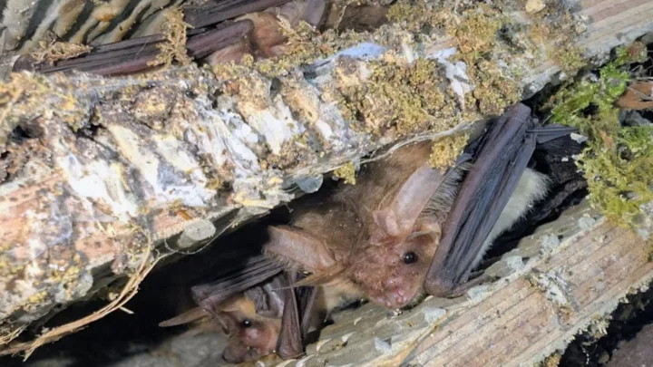 Local bat numbers double as Graven Hill’s conservation plan thrives in Bicester