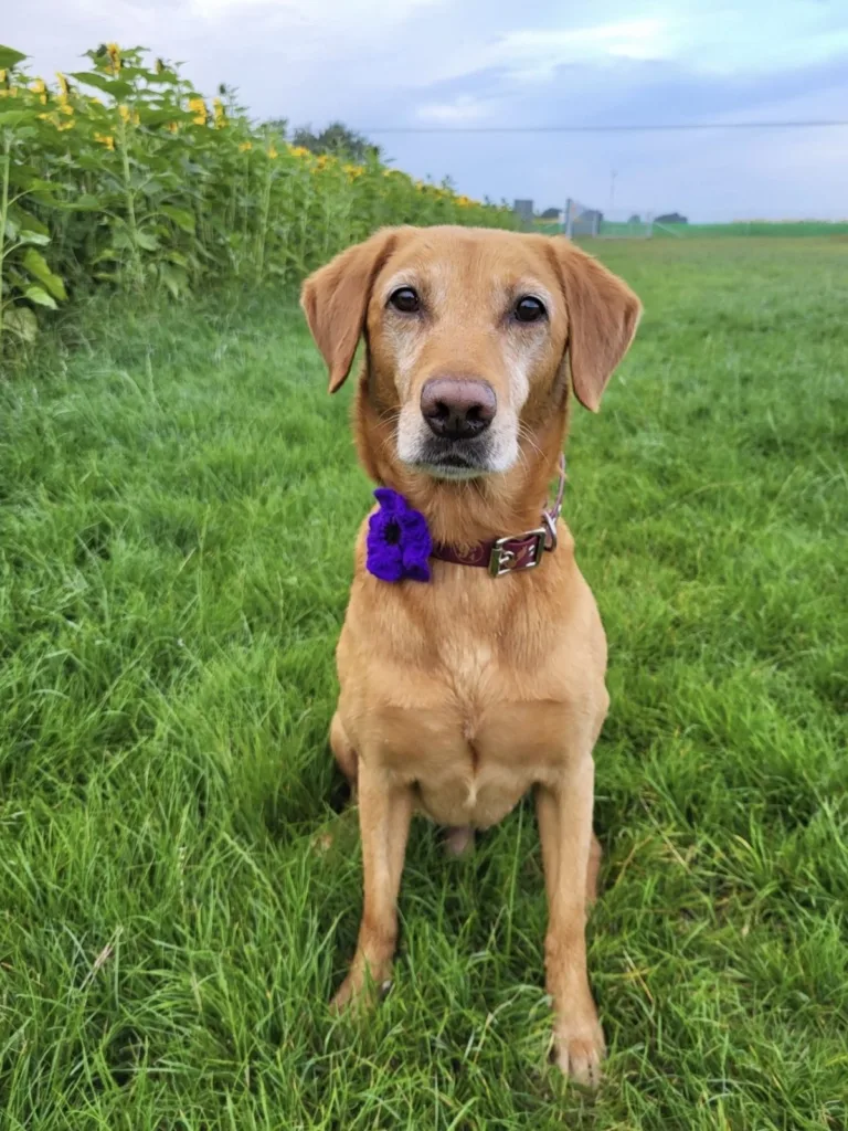 Marley: a retired Border Force Detection Dog