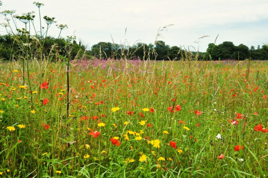 CPRE Oxfordshire launches centenary meadow restoration project in Kidlington