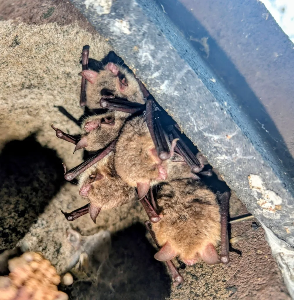 Local bat numbers double as Graven Hill’s conservation plan thrives in Bicester