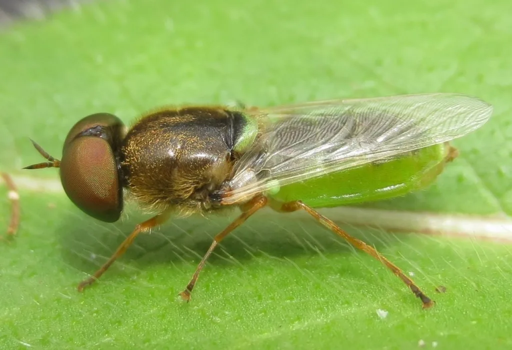 BBOWT and Freshwater Habitats Trust launch project to protect rare Oxfordshire fen insects
