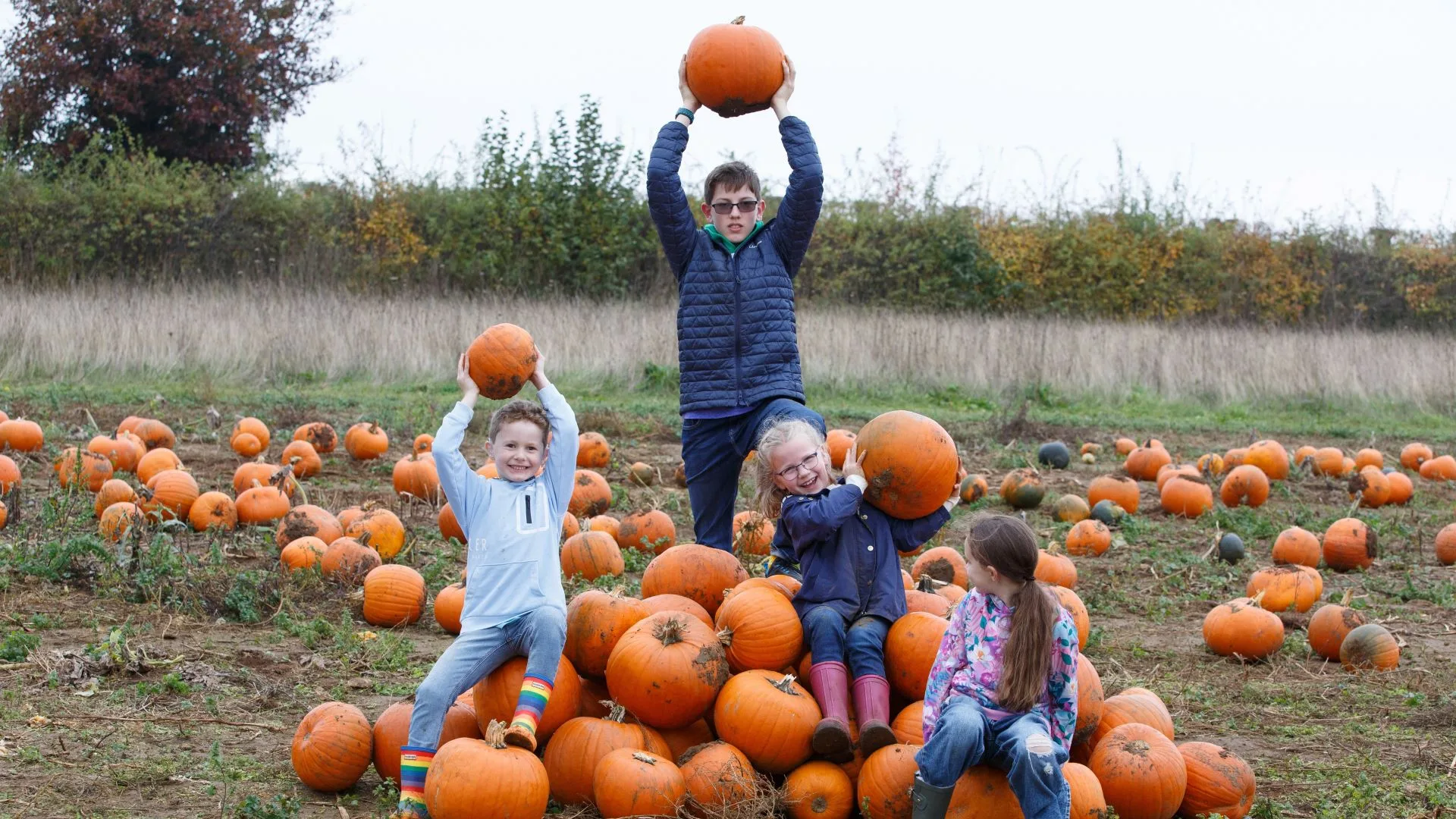 Pick your own Pumpkins at Millets Farm