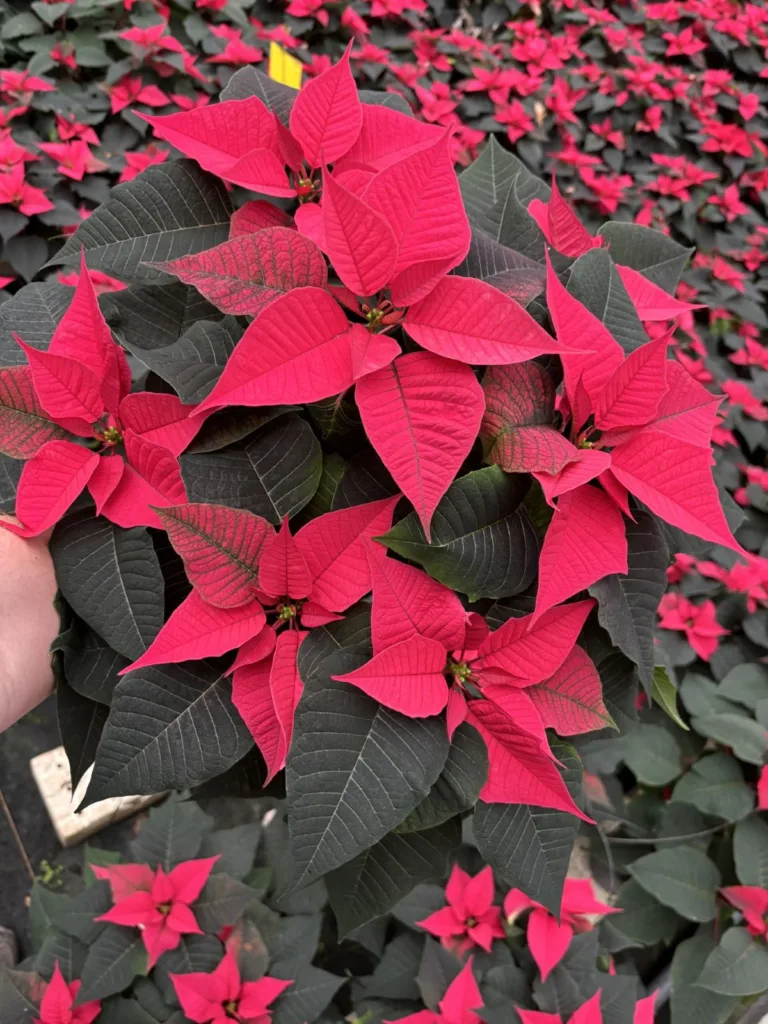 Hillier launches exclusive ‘Crown of Christmas’ poinsettia to support The King’s Foundation