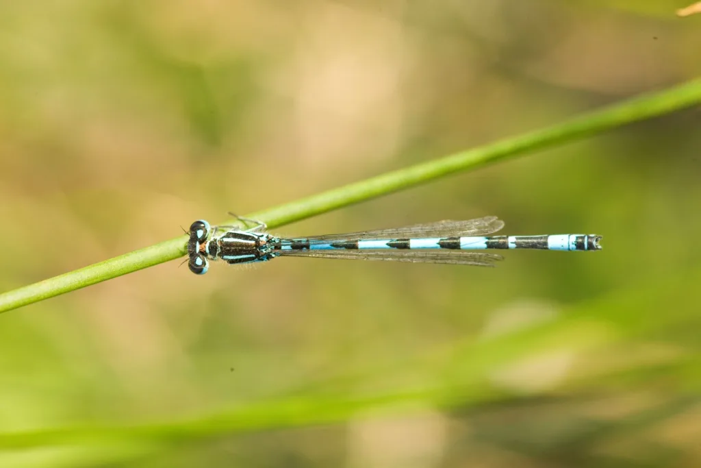 BBOWT and Freshwater Habitats Trust launch project to protect rare Oxfordshire fen insects