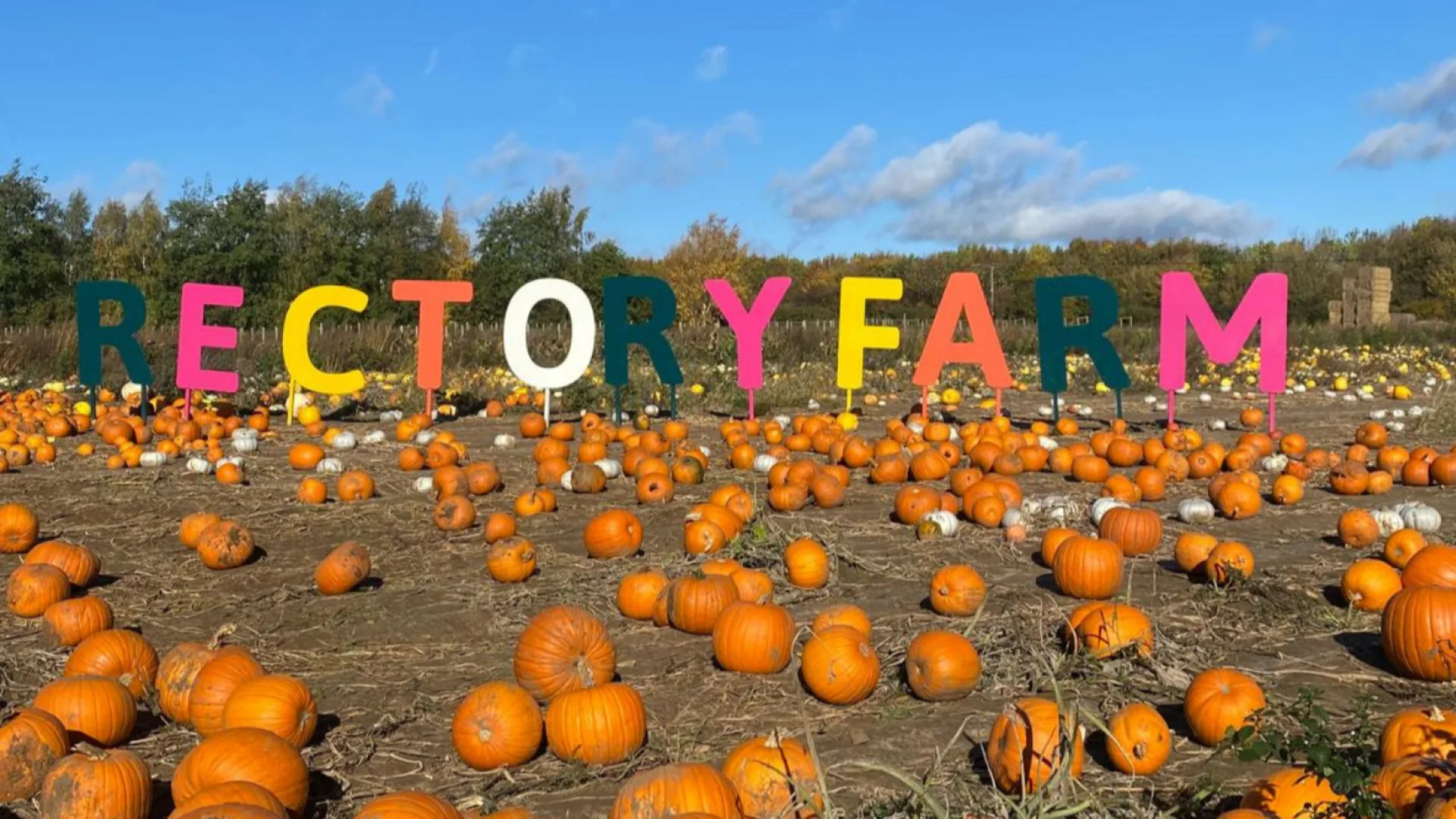 The Pumpkin Picking Patch at Rectory Farm