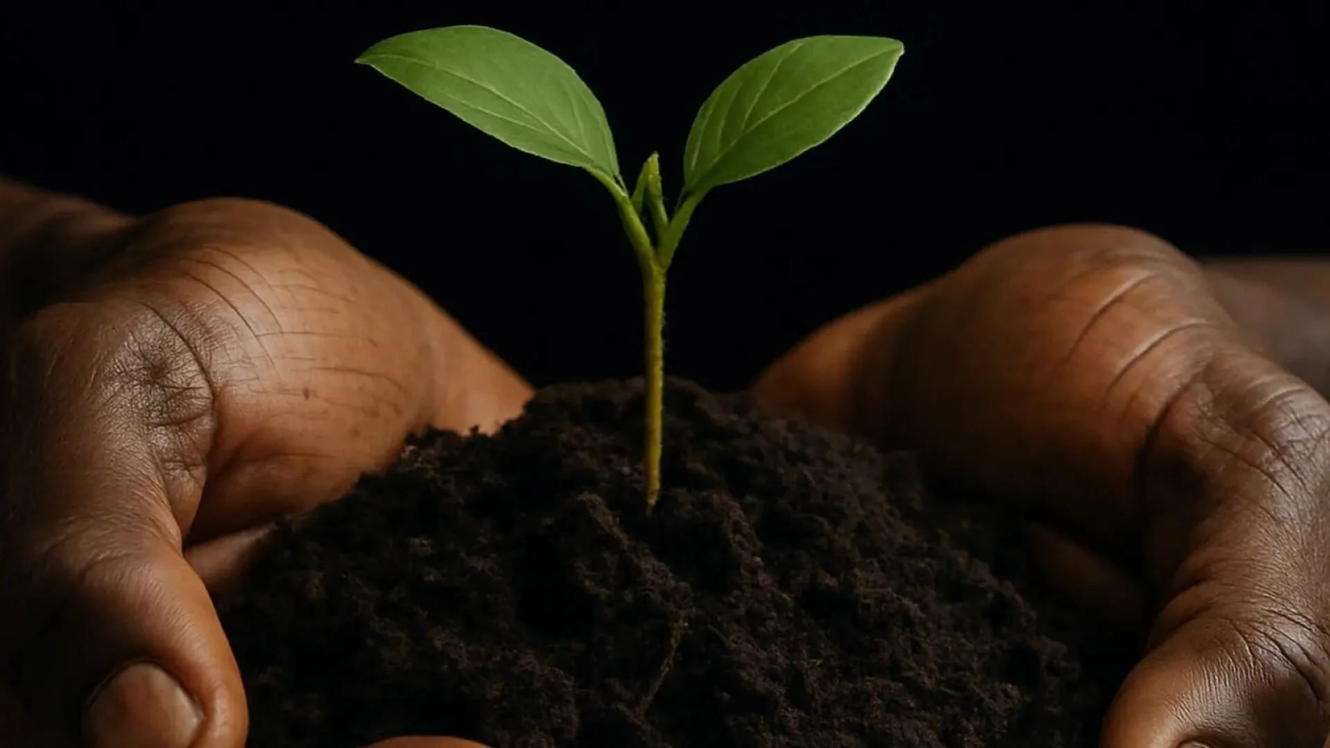 Yomi Ṣode: The Hatching