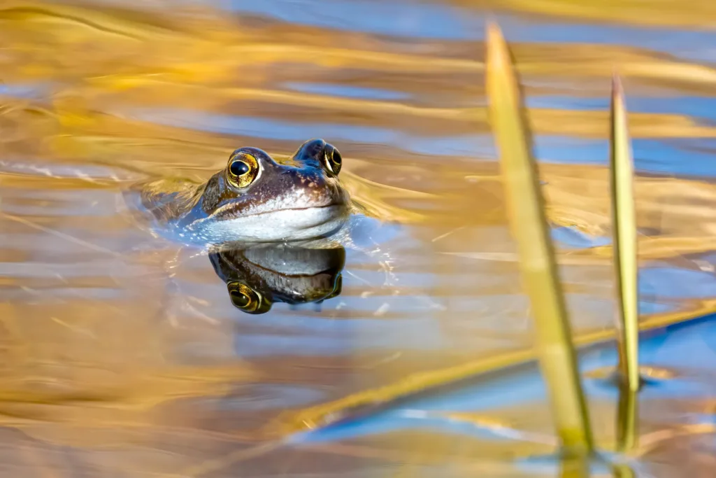 Mammals & Other Animals Winner + Overall Winner: Common Frog by Peter Smith