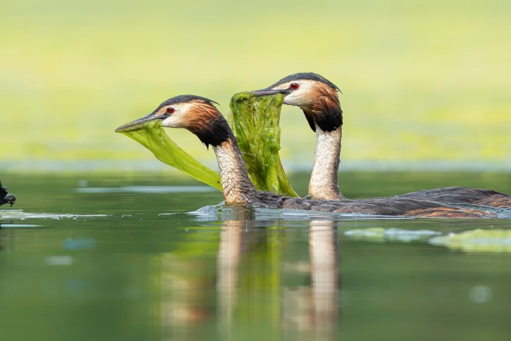 Birds Winner: Great Crested Grebes by Tom Eastwood