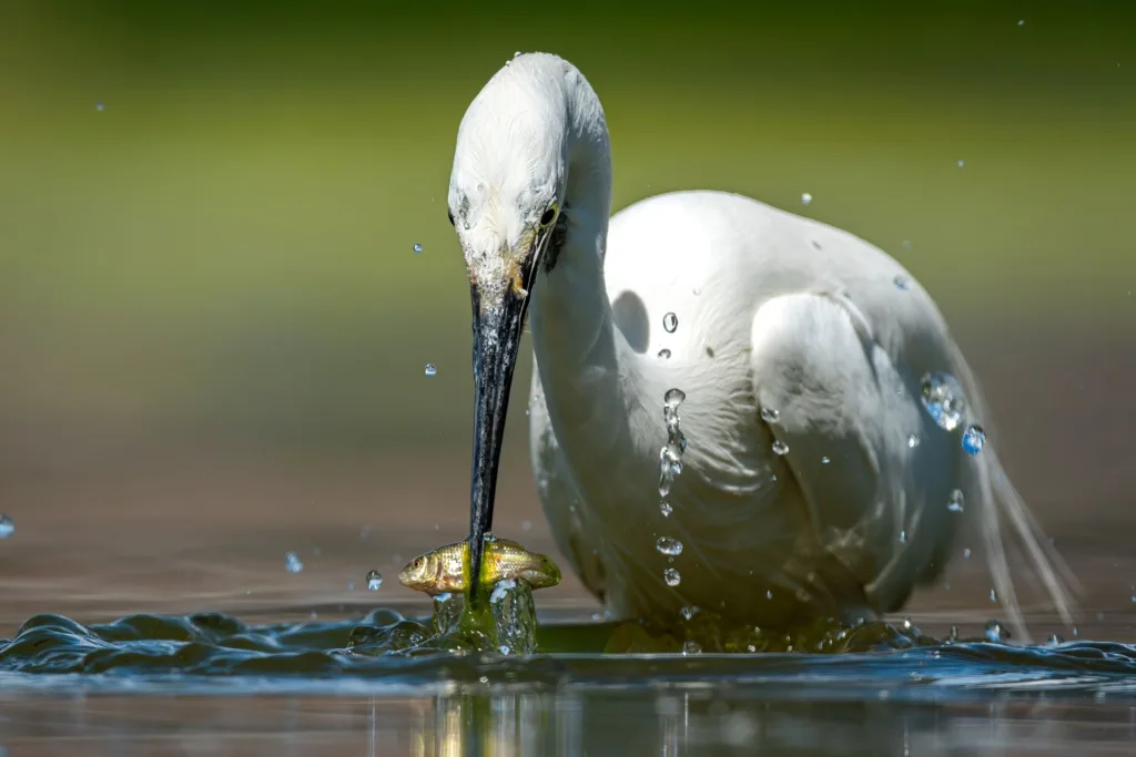 Birds Runner-Up: Little Egret by Tom Eastwood