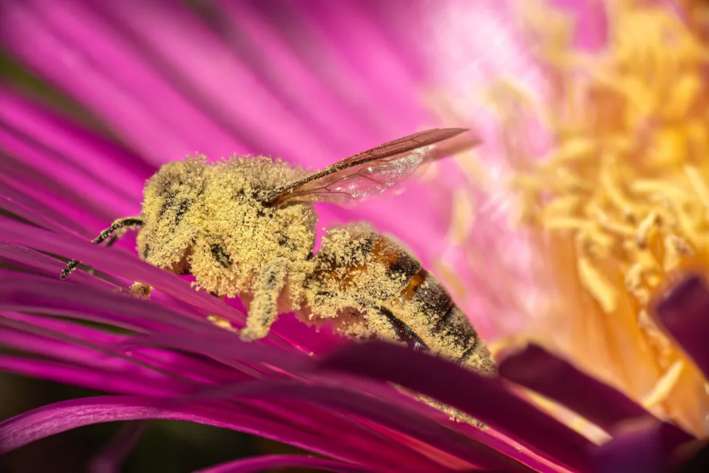 Butterflies & Other Insects Winner: Bee Covered in Pollen by Paul Jaskulski