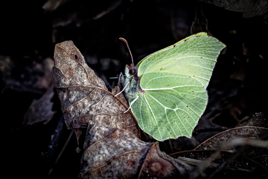 Butterflies & Other Insects Runner-Up: Brimstone Butterfly by Denis Kennedy