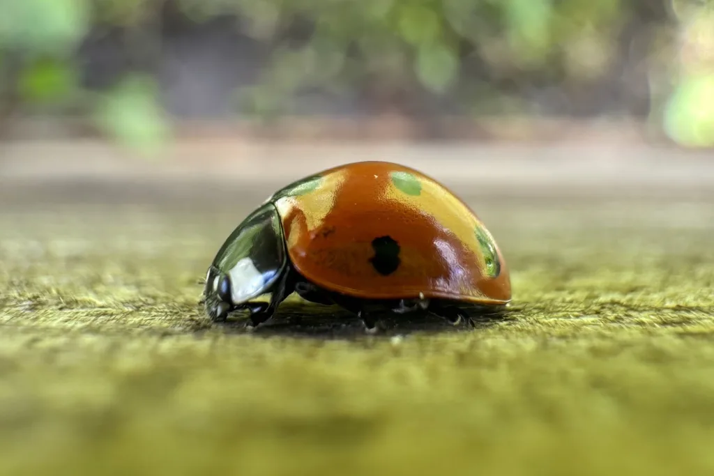 Children & Teenagers Winner: Ladybird by Ben Gray