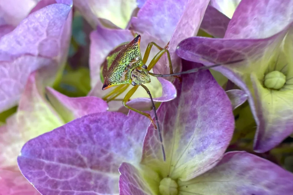 Children & Teenagers Runner-Up: Hawthorn Shield Bug by Everly Admans