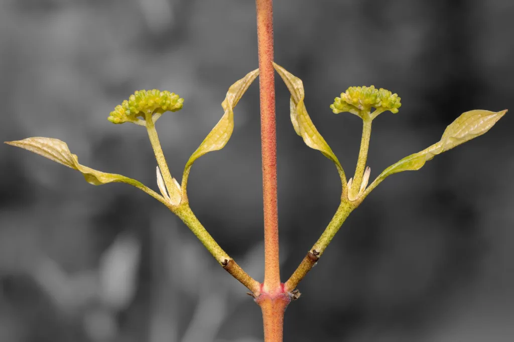 Flowers & Fungi Winner: Dogwood Buds by John Cawkwell