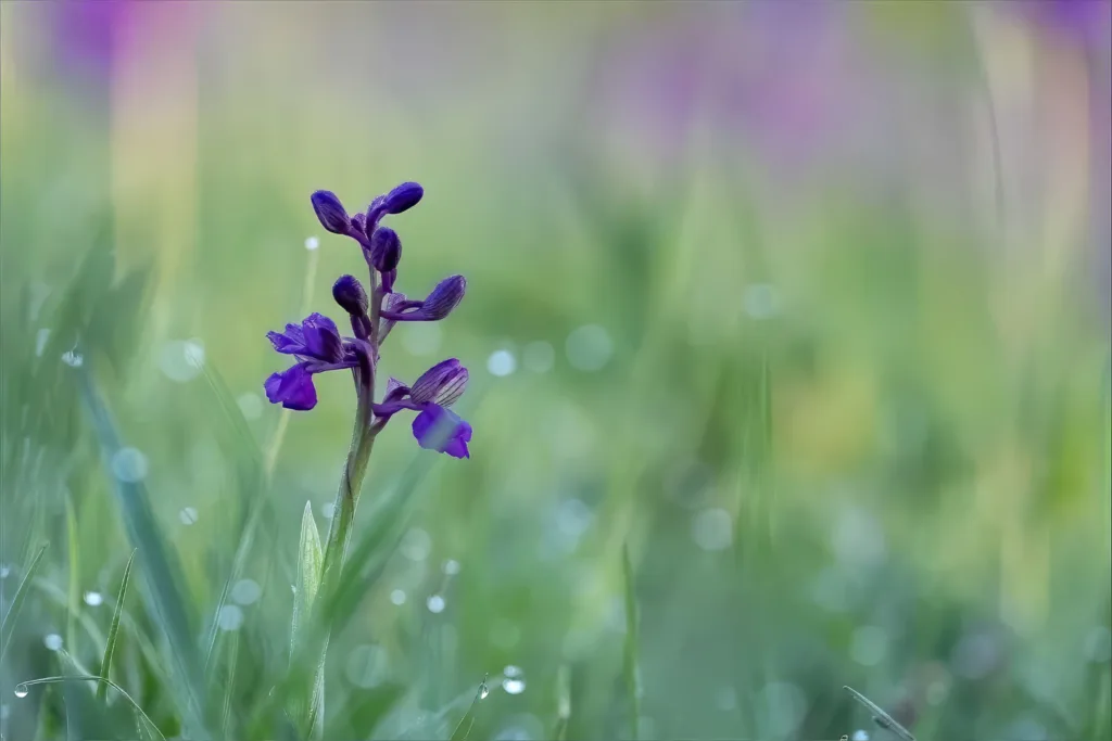 Flowers & Fungi Runner-Up: Green-Winged Orchid by Gladys Perrier