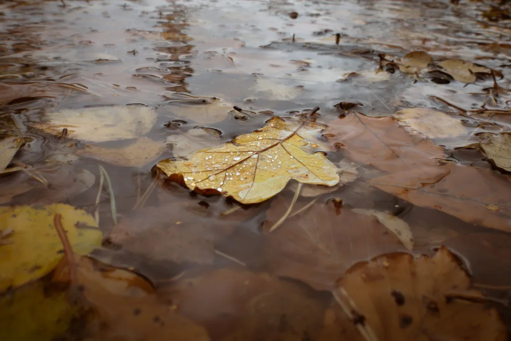 Landscapes & People Winner: Autumn Drops by Paul Jaskulski