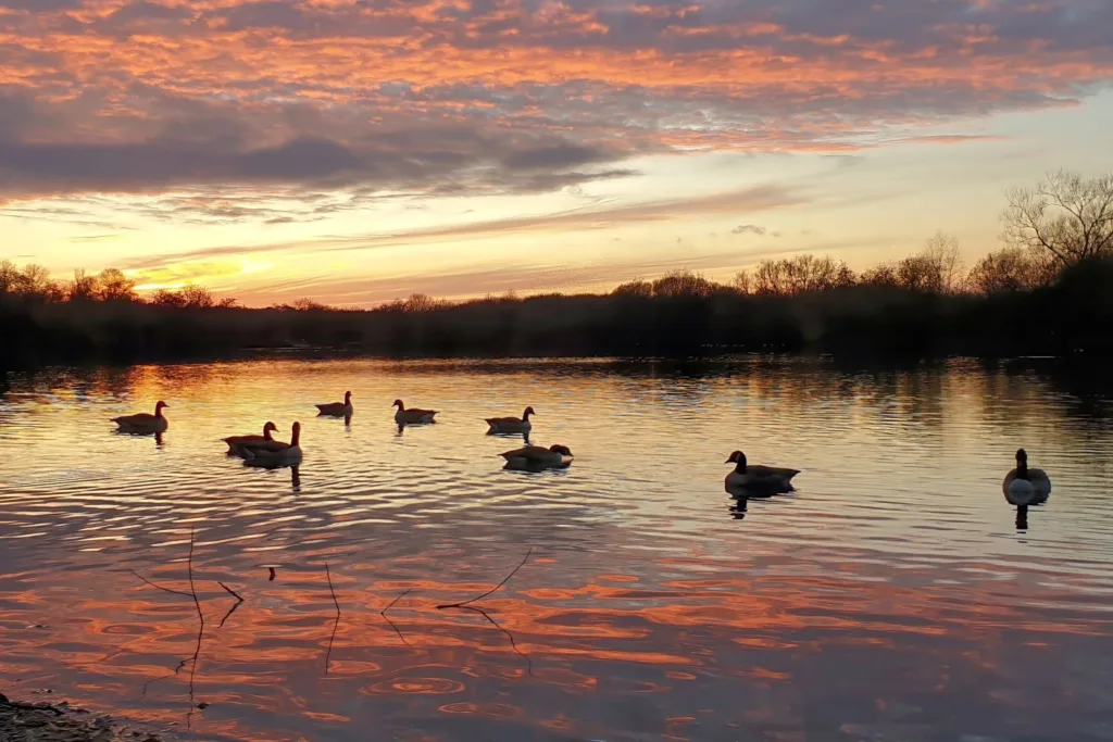 Mobile Phone Photography Winner: Thatcham Reedbeds by Craig Allen