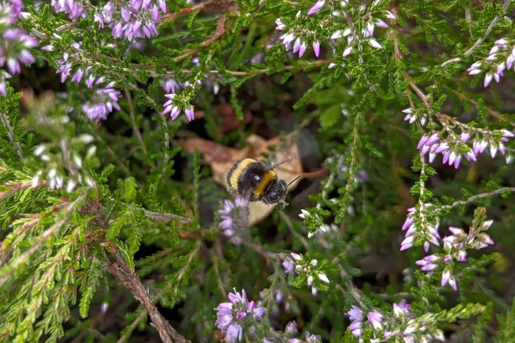 Mobile Phone Photography Runner-Up: Bee on Heather by Rebecca Cyriac
