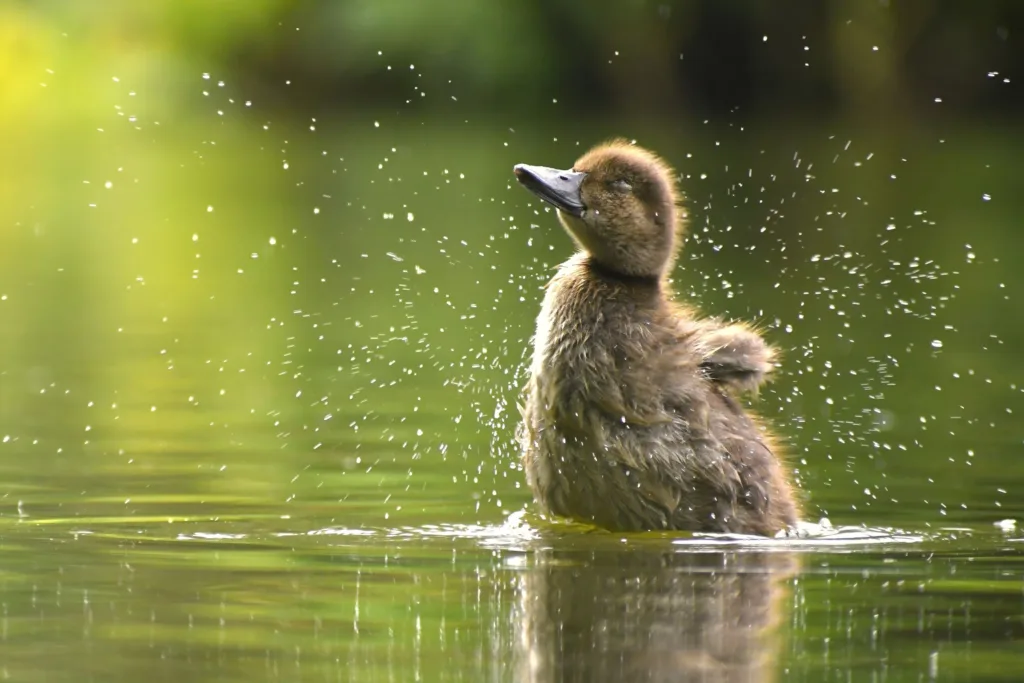 Nature on Your Doorstep Winner: Drying Duckling by Grace Miller
