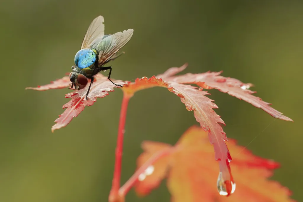 Nature on Your Doorstep Runner-Up: Raindrop on Bluebottle by Jeremy Denton