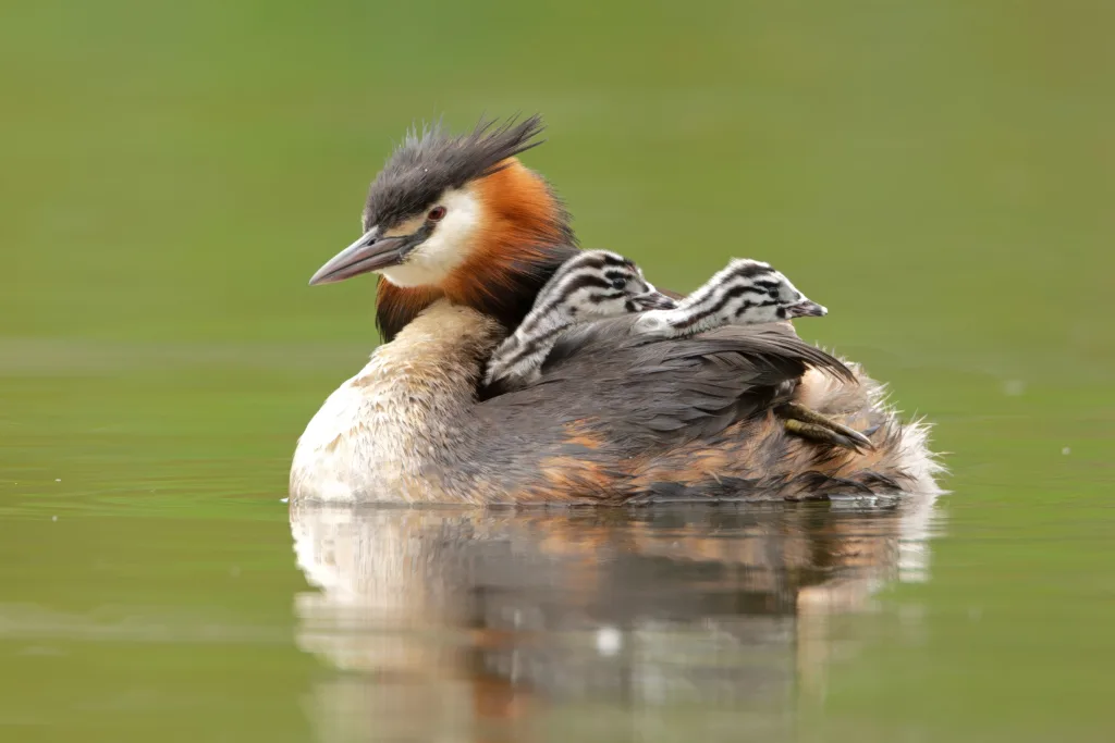 People’s Choice Award: Great Crested Grebe Family by Thomas Roberts