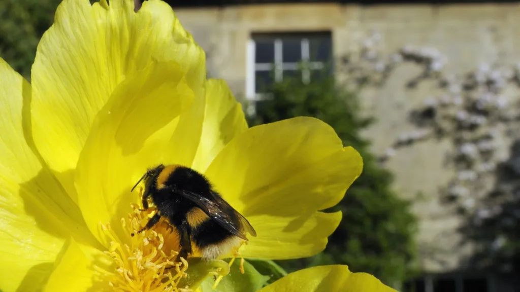Bumblebee on flower. Image credit: BBOWT/Nick Upton