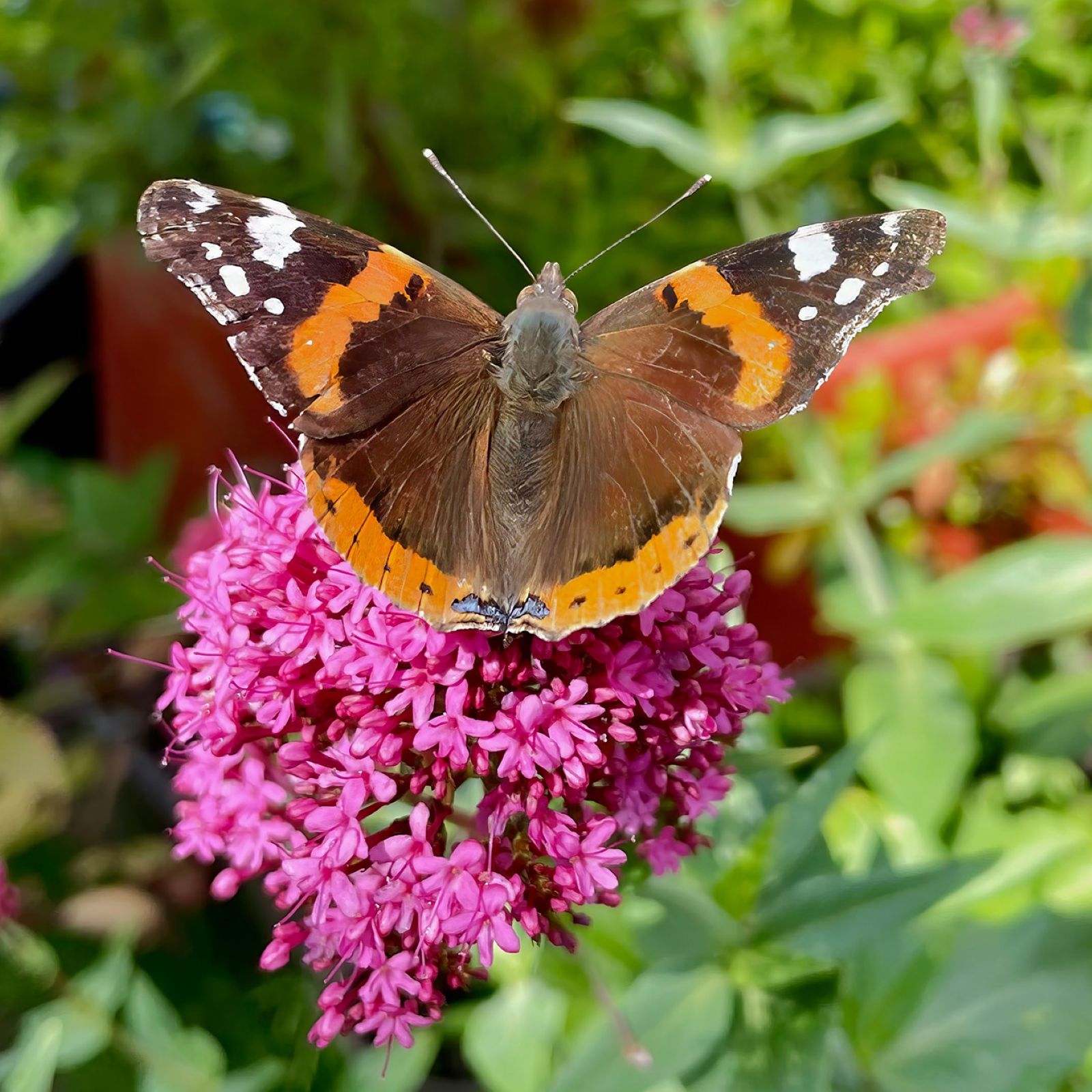 BBOWT launches 2025 Nature Photography Competition across three counties