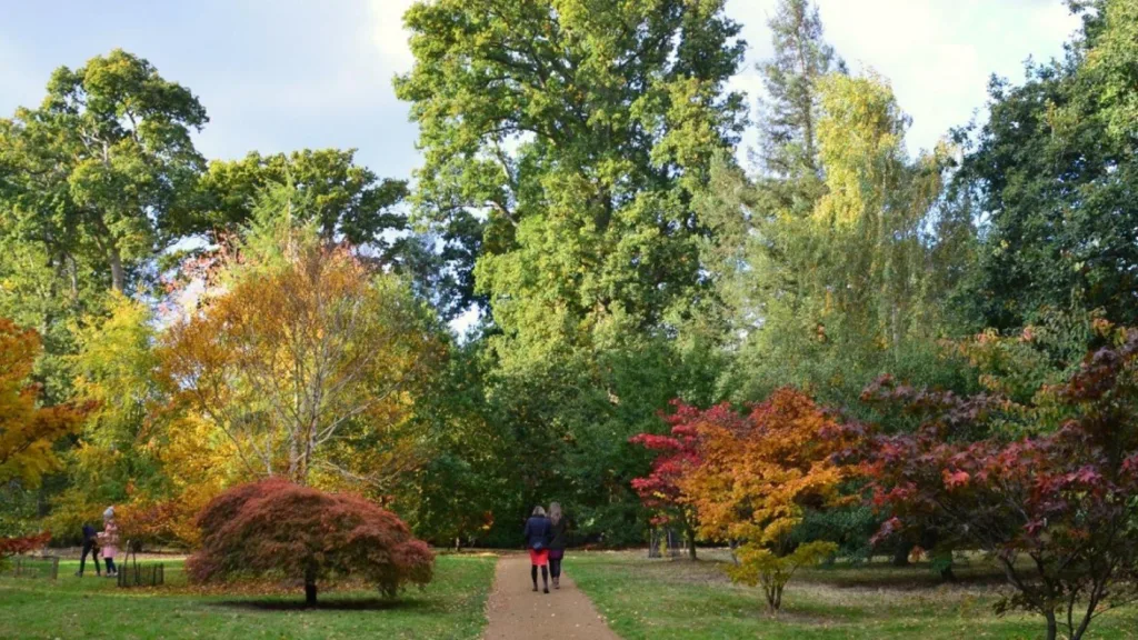 Celebrate Autumn Colour at Harcourt Arboretum