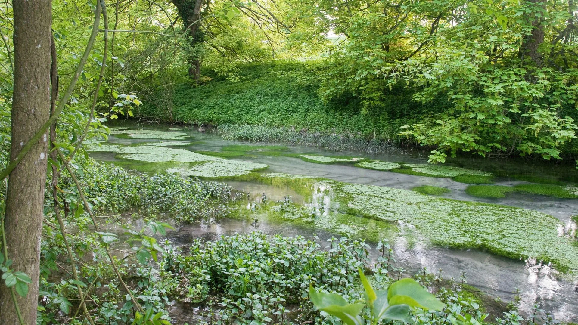 Letcombe Brook