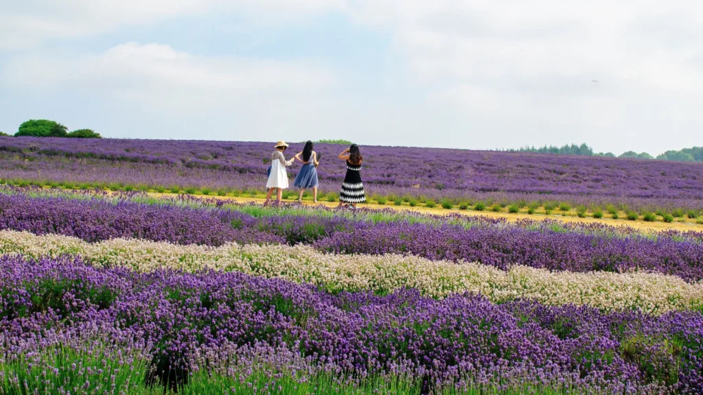 Seasonal field experience at Cotswold Lavender