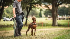 Diddly Dog Show at Cornbury House Horse Trials