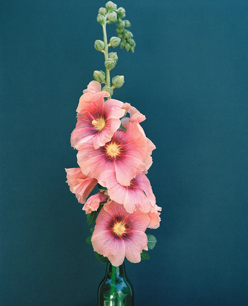 Duncan Grant, Hollyhock, Charleston, Kate Friend, 2019, C-type print. Courtesy of the artist & Lyndsey Ingram