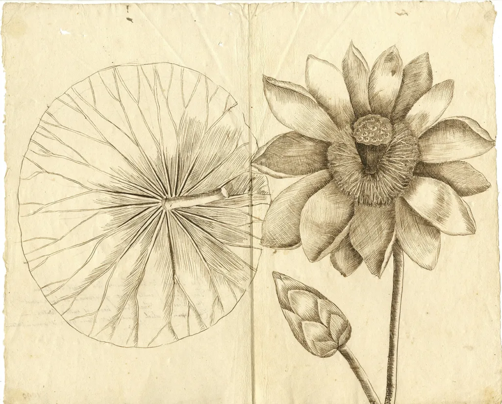 Nelumbo lutea (yellow lotus), herbarium biological drawing, Mark Catesby, 1722, ink on paper © Oxford University Herbaria, Department of Biology