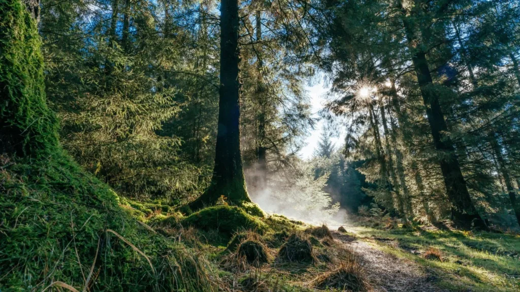 Forestry England Westonbirt Arboretum