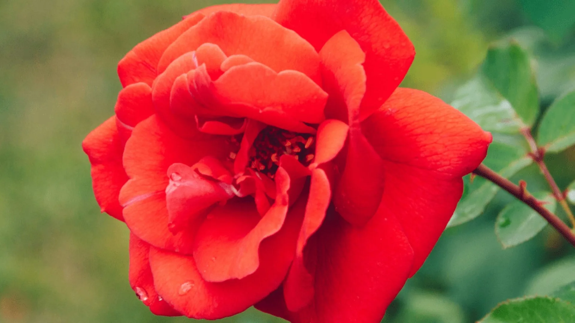 Forever Flowers with Florence Nightingale Hospice Charity