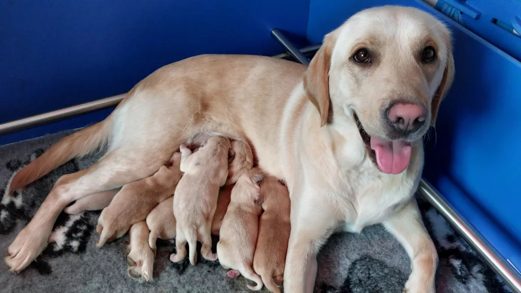 Ulanda's litter at two weeks