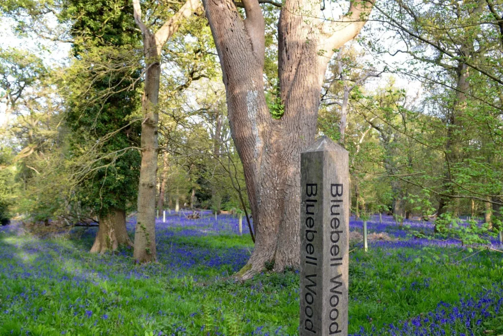 Harcourt Arboretum - Native Woodland