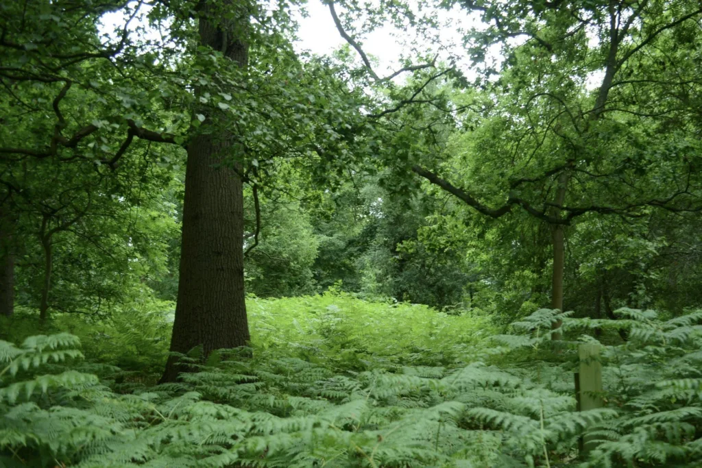 Harcourt Arboretum - Native Woodland