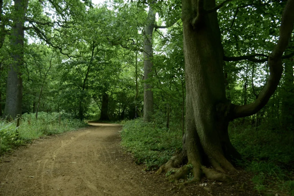 Harcourt Arboretum - Native Woodland