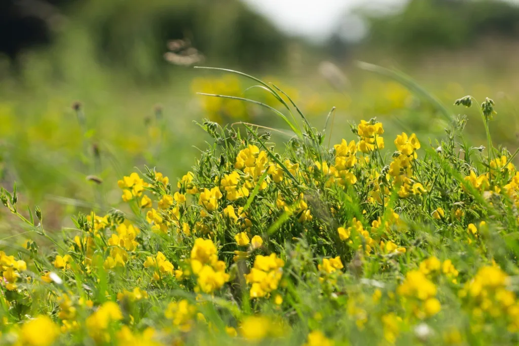 Harcourt Arboretum - Parkland and Wildflower Meadows
