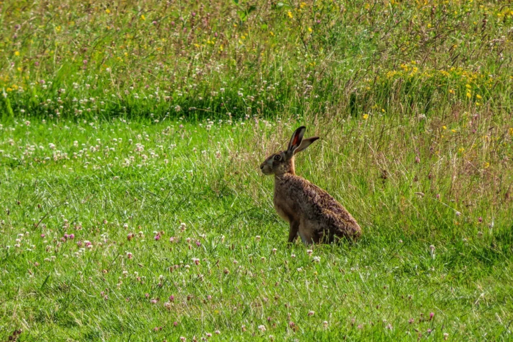 Harcourt Arboretum - Parkland and Wildflower Meadows