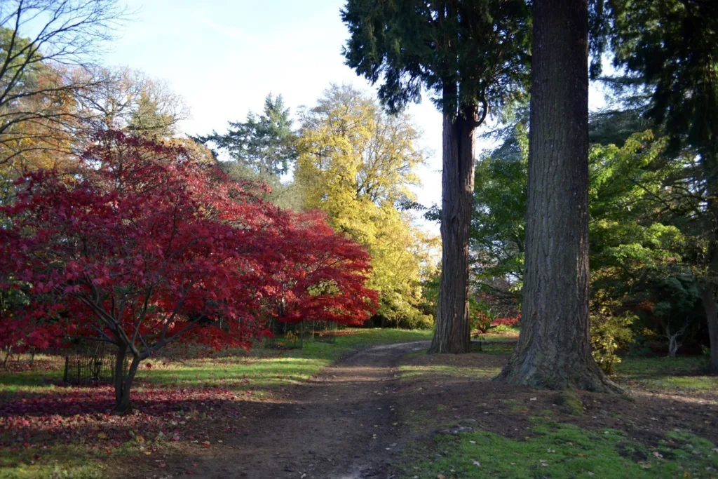 Harcourt Arboretum - The Acer Glade and Coppice
