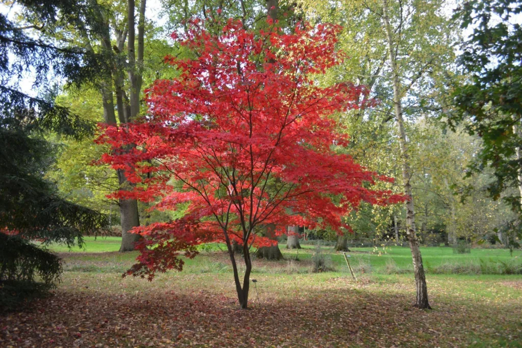 Harcourt Arboretum - The Acer Glade and Coppice