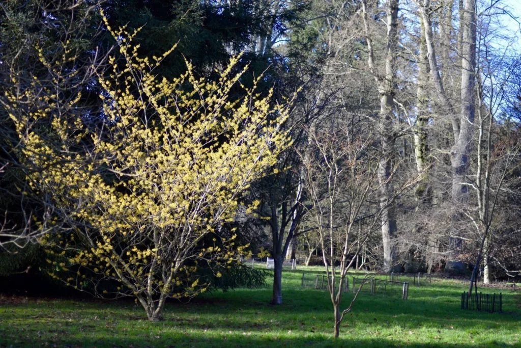 Harcourt Arboretum - The Acer Glade and Coppice