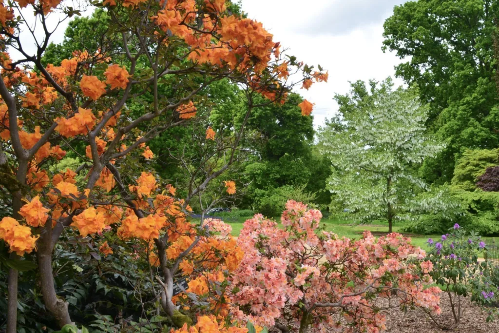 Harcourt Arboretum - The Original Pinetum and Serpentine Ride